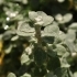 Helichrysum petiolare 'Silver Mini'